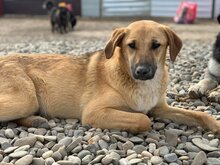 FLAKE, Hund, Mischlingshund in Rumänien - Bild 3