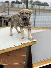 ESTRELA, Hund, Mischlingshund in Rumänien - Bild 6