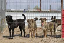 PIPISTRELLO, Hund, Mischlingshund in Rumänien - Bild 4