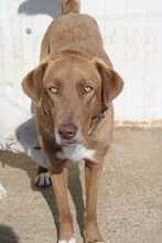 GRETA, Hund, Weimaraner in Rumänien - Bild 1