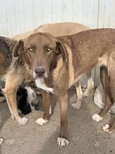 GRETA, Hund, Weimaraner in Rumänien - Bild 2