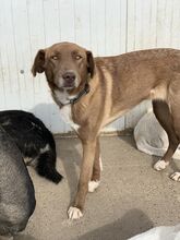 GRETA, Hund, Weimaraner in Rumänien - Bild 3