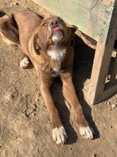 GRETA, Hund, Weimaraner in Rumänien - Bild 6