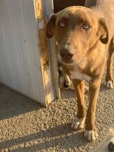 GRETA, Hund, Weimaraner in Rumänien - Bild 7