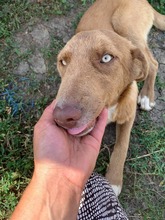 GRETA, Hund, Weimaraner in Rumänien - Bild 8