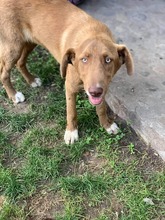 GRETA, Hund, Weimaraner in Rumänien - Bild 9