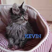 KEVIN, Katze, Europäische Langhaarkatze in Bulgarien