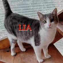 LIA, Katze, Abessinier in Bulgarien - Bild 1