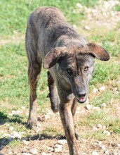 JETTE, Hund, Mischlingshund in Griechenland - Bild 2