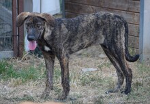 JETTE, Hund, Mischlingshund in Griechenland - Bild 4