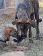 JETTE, Hund, Mischlingshund in Griechenland - Bild 8