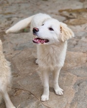 FENRI, Hund, Mischlingshund in Griechenland - Bild 11