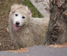 FENRI, Hund, Mischlingshund in Griechenland - Bild 14