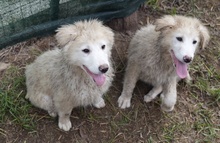 FENRI, Hund, Mischlingshund in Griechenland - Bild 15