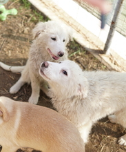 FENRI, Hund, Mischlingshund in Griechenland - Bild 16