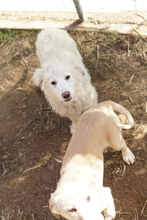 FENRI, Hund, Mischlingshund in Griechenland - Bild 18