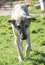 IDA, Hund, Mischlingshund in Griechenland - Bild 2