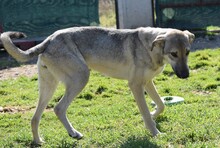 IDA, Hund, Mischlingshund in Griechenland - Bild 3