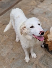 FRAUKE, Hund, Mischlingshund in Griechenland - Bild 11