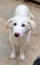 FRAUKE, Hund, Mischlingshund in Griechenland - Bild 3