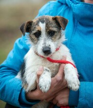 OMINECA, Hund, Jack Russell Terrier-Mix in Ungarn