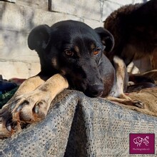 LOLITA, Hund, Mischlingshund in Rumänien - Bild 2