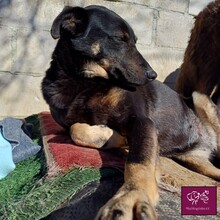 LOLITA, Hund, Mischlingshund in Rumänien - Bild 3