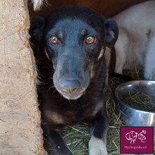 LOLITA, Hund, Mischlingshund in Rumänien - Bild 7