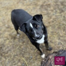 DEJA, Hund, Mischlingshund in Rumänien - Bild 1