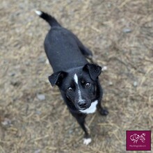 DEJA, Hund, Mischlingshund in Rumänien - Bild 7