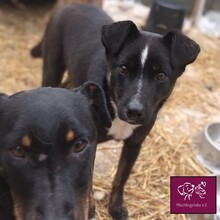 DEJA, Hund, Mischlingshund in Rumänien - Bild 8