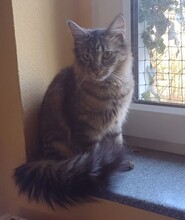 PIFA, Katze, Maine Coon-Mix in Berlin