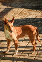 BONECA, Hund, Mischlingshund in Gießen