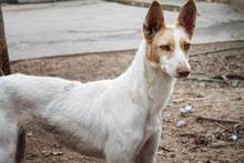 EMMA, Hund, Mischlingshund in Spanien - Bild 3