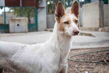 EMMA, Hund, Mischlingshund in Spanien - Bild 4