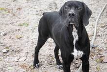 HARLEY, Hund, Deutsche Bracke in Spanien - Bild 6