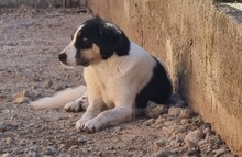 MAILY, Hund, Mischlingshund in Griechenland - Bild 2