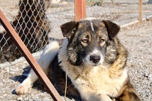 GREYS, Hund, Mischlingshund in Griechenland - Bild 2