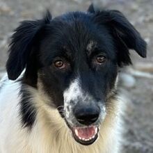 LADY, Hund, Mischlingshund in Griechenland - Bild 1