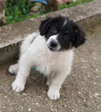 LADY, Hund, Mischlingshund in Griechenland - Bild 5