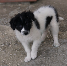 LADY, Hund, Mischlingshund in Griechenland - Bild 6