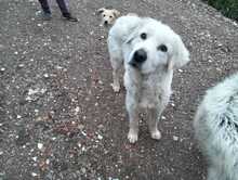 ELVA, Hund, Herdenschutzhund-Mix in Italien - Bild 2