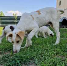 POLAR, Hund, Mischlingshund in Griechenland - Bild 11