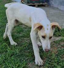 POLAR, Hund, Mischlingshund in Griechenland - Bild 13