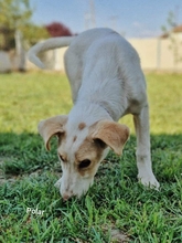 POLAR, Hund, Mischlingshund in Griechenland - Bild 15