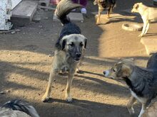 BAKU, Hund, Mischlingshund in Rumänien - Bild 1