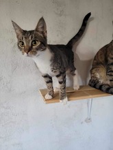 PAULA, Katze, Europäisch Kurzhaar in Bulgarien - Bild 2