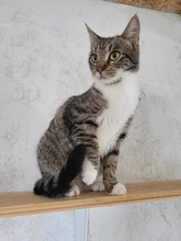 PAULA, Katze, Europäisch Kurzhaar in Bulgarien - Bild 4