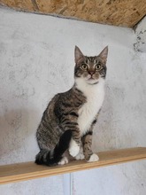 PAULA, Katze, Europäisch Kurzhaar in Bulgarien - Bild 5