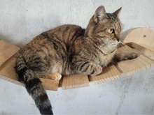 ANGEL, Katze, Europäisch Kurzhaar in Köln